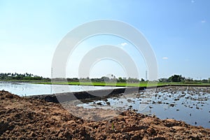 Procuct rice field area with water photo