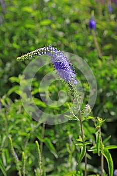procumbent speedwell in the botanical garden