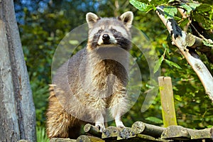 Procyon lotor, American raccoon,