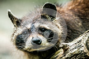 Procyon lotor raccoon closeup