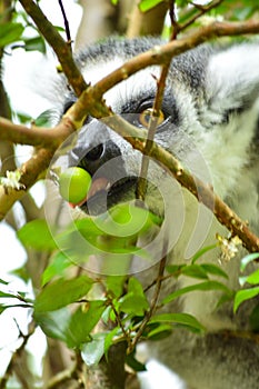 Procyon lotor`s eating green fruit on the tree