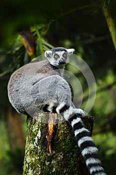 Procyon lotor`s racoon standing on the wood photo