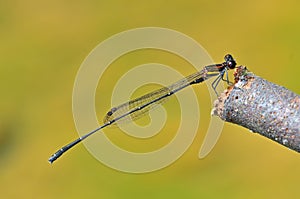 Prodasineura humeralis male Orange-striped Thread photo