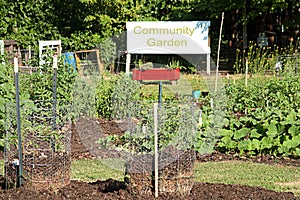 Produce Growing in Community Garden