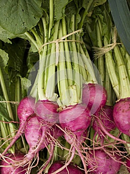 Produce - organic beets background