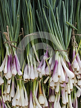 Produce - organic green onions background