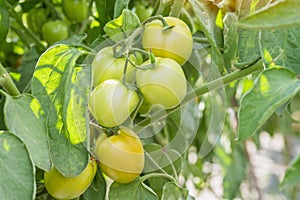 Produce from the tomato garden