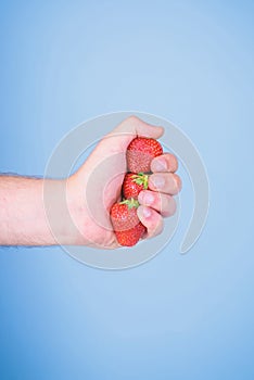 Producing fresh strawberry juice. Hand holds red sweet ripe berries blue background. Squeezing fresh strawberry juice