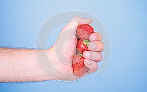 Producing fresh strawberry juice. Squeezing fresh strawberry juice. Hand holds red sweet ripe berries blue background