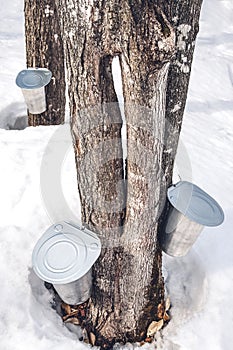 Producing maple syrup