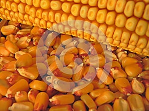Ear and corn seed photo