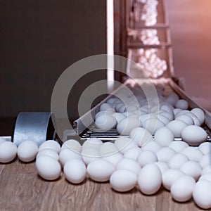 The production of chicken eggs, poultry, chicken eggs go through the conveyor for further sorting, close-up, transporter