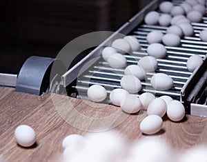 The production of chicken eggs, poultry, chicken eggs go through the conveyor for further sorting, close-up, transporter, poultry