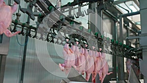 production of chicken. healthy food manufactory