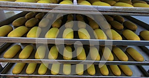 Production of chocolates. Automated chocolate production line at the factory.