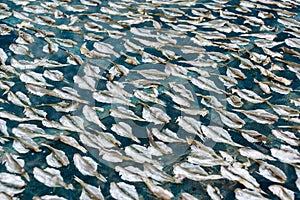 Production dried fish