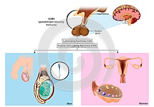 Production gonadotropins. FSH and LH are synthesized in the pituitary gland in response to gonadotropin-releasing photo