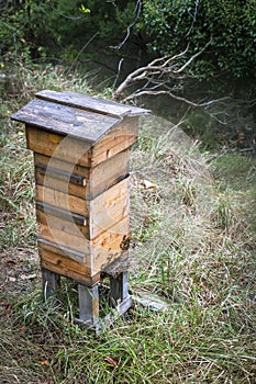 production of honey in a wooden hive