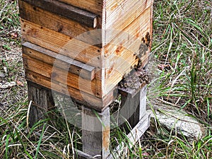 production of honey in a wooden hive