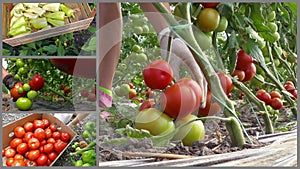 Production of organic vegetable tomatoes and peppers