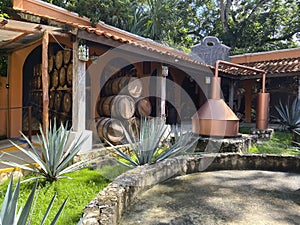 Production of tequila in Mexico.