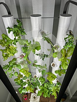 A productive hydroponic garden with lettuce, herb and vegetables in a home in Orlando, Florida