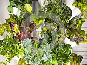 A productive hydroponic garden with lettuce, herb and vegetables in a home in Orlando, Florida