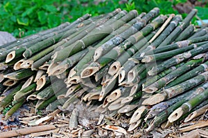 Productivity bamboo canes cut into pieces to hone sharp end .