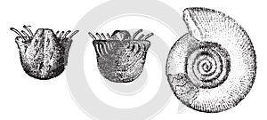 Productus horridus, from the Permian period, Clymenia Sedgwick, vintage engraving