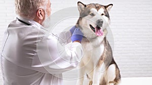 Professional aged doctor examining dog`s ears in vet clinic