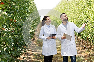 Professional agronomists work in orchard, checks harvest and growing fruits photo