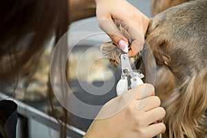 Professional animal groomer specialist cuts dogs nails with clipper scissors in vet clinic.Take care of dog in grooming