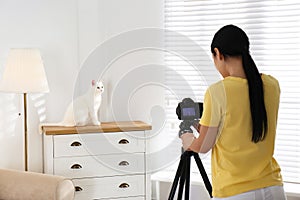 Professional animal photographer taking picture of white cat indoors