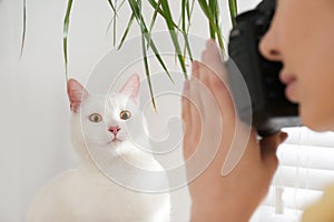 Professional animal photographer taking picture of white cat indoors, closeup