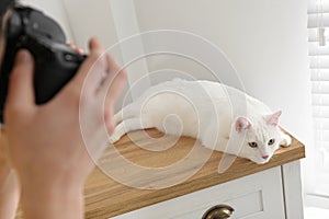 Professional animal photographer taking picture of white cat indoors, closeup