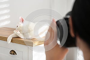 Professional animal photographer taking picture of white cat indoors, closeup