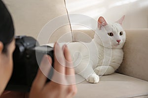 Professional animal photographer taking picture of white cat indoors, closeup