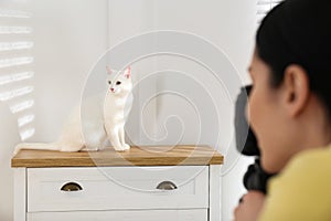 Professional animal photographer taking picture of white cat indoors, closeup