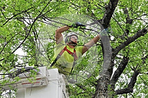 Professional Arborist Working in Crown of Large Tree