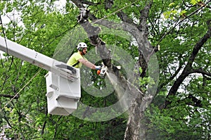 Professional Arborist Working in Crown of Large Tree