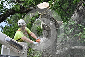 Professional Arborist Working in Crown of Large Tree photo