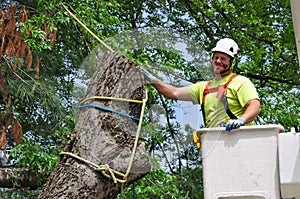 Professional Arborist Working in Crown of Large Tree photo