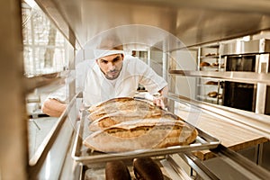 professional baker putting trays of fresh bread on stand