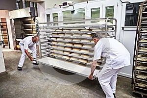 Professional baker in uniform inserts cart with decks for baking raw dough to make bread in an industrial oven in a bakery