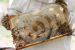 professional beekeeper in protective workwear inspecting honeycomb frame at apiary. beekeeper harvesting honey