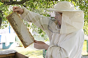 professional beekeeper in protective workwear inspecting honeycomb frame at apiary. beekeeper harvesting honey