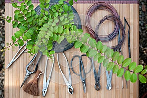 Professional bonsai tools shears, cutters, trim, coir brush, wire on a workbench.