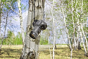 Professional camera left on a birch branch against a blue sky with a blurred background