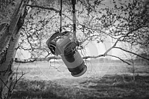 Professional camera left on a birch branch against a blue sky with a blurred background