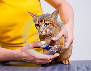 Professional cares for a Abyssinian cat in a specialized salon. Groomers